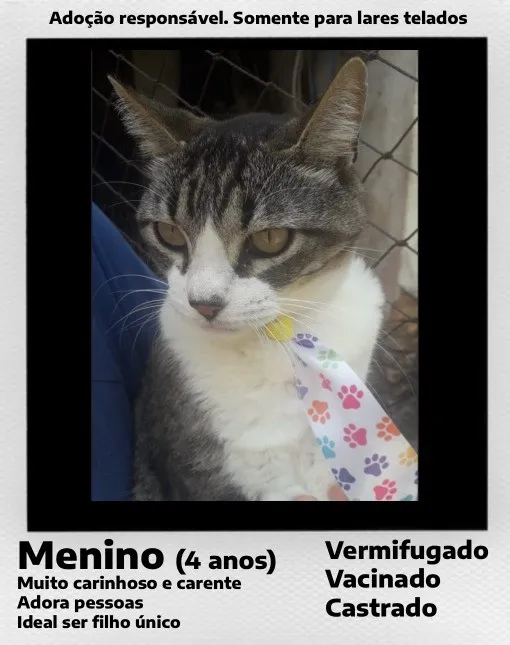 Gato raça SRD-ViraLata idade 4 anos nome Menino