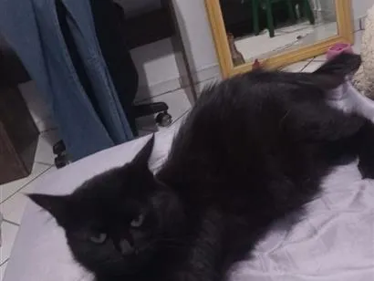 Gato raça SRD-ViraLata idade 2 anos nome Odete