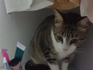 Gato raça SRD-ViraLata idade 1 ano nome Tadinha