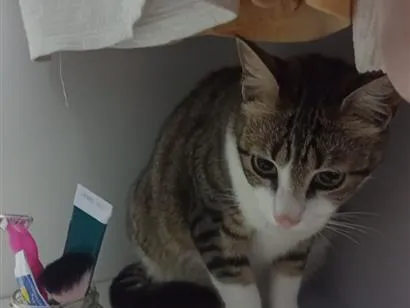 Gato raça SRD-ViraLata idade 1 ano nome Tadinha