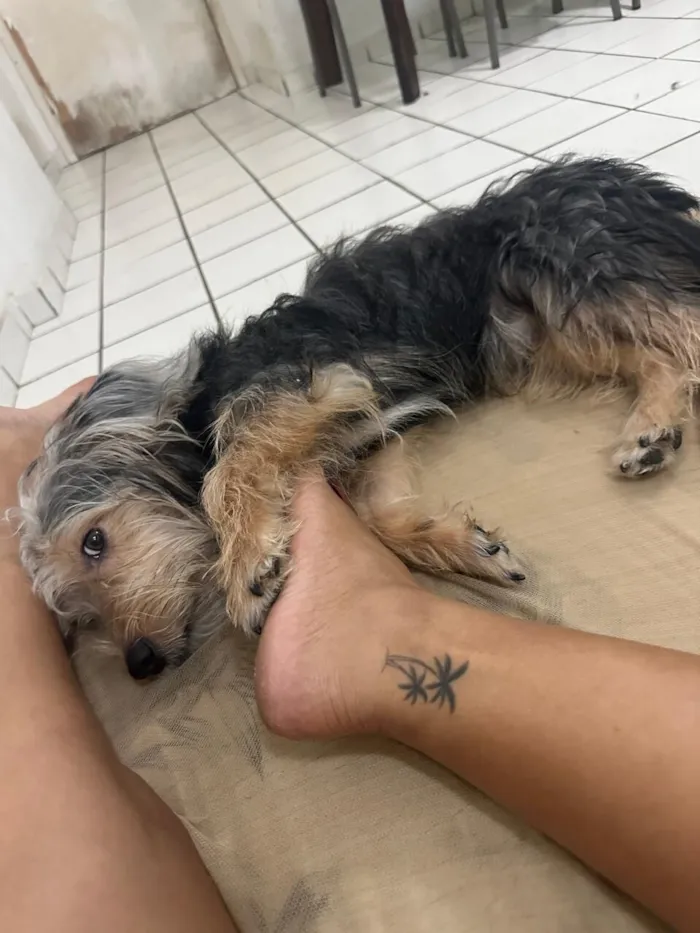 Cachorro raça SRD-ViraLata idade 1 ano nome Theodoro