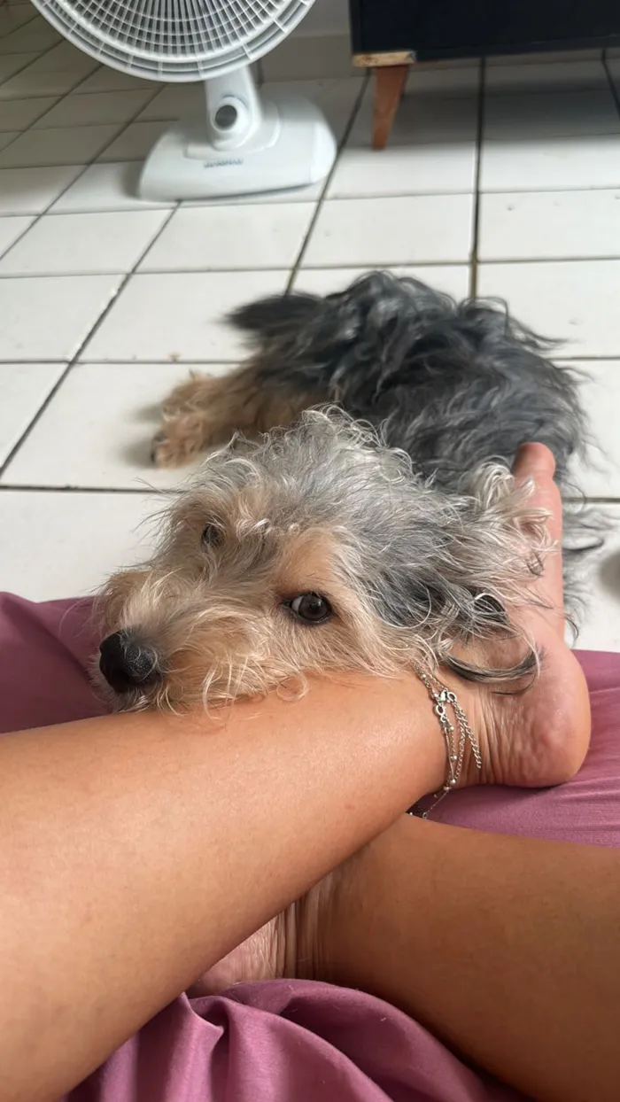 Cachorro raça SRD-ViraLata idade 1 ano nome Theodoro