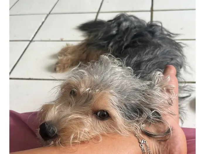 Cachorro raça SRD-ViraLata idade 1 ano nome Theodoro