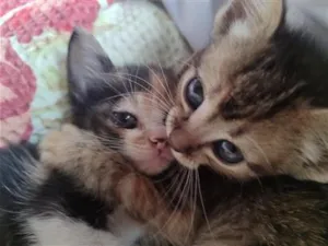 Gato raça SRD-ViraLata idade 2 a 6 meses nome Gatinhas