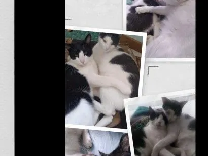 Gato raça SRD-ViraLata idade 6 ou mais anos nome Mupi e Tom
