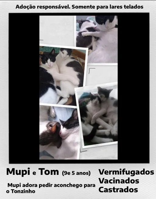 Gato raça SRD-ViraLata idade 6 ou mais anos nome Mupi e Tom
