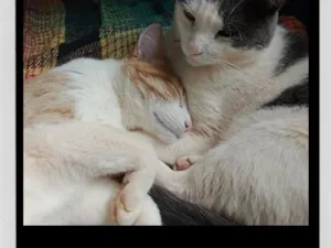 Gato raça SRD-ViraLata idade 3 anos nome Oliver e Tom