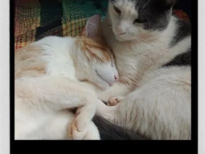 Gato raça SRD-ViraLata idade 3 anos nome Oliver e Tom