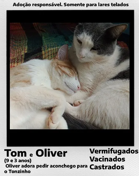 Gato raça SRD-ViraLata idade 3 anos nome Oliver e Tom