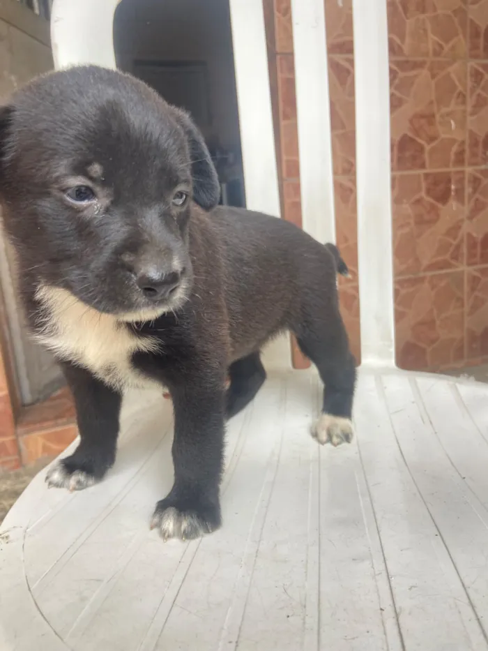 Cachorro raça SRD-ViraLata idade Abaixo de 2 meses nome Sem nome 