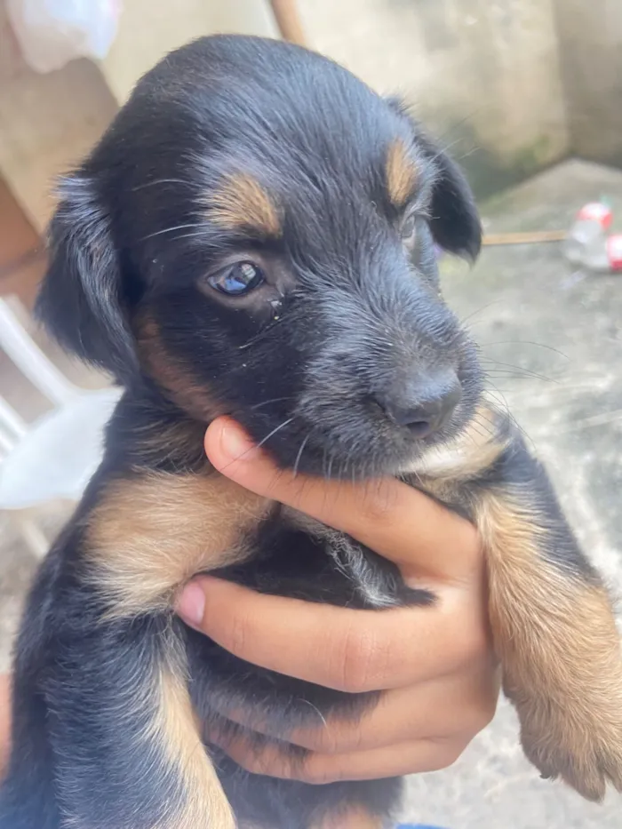 Cachorro raça SRD-ViraLata idade Abaixo de 2 meses nome Sem nome 