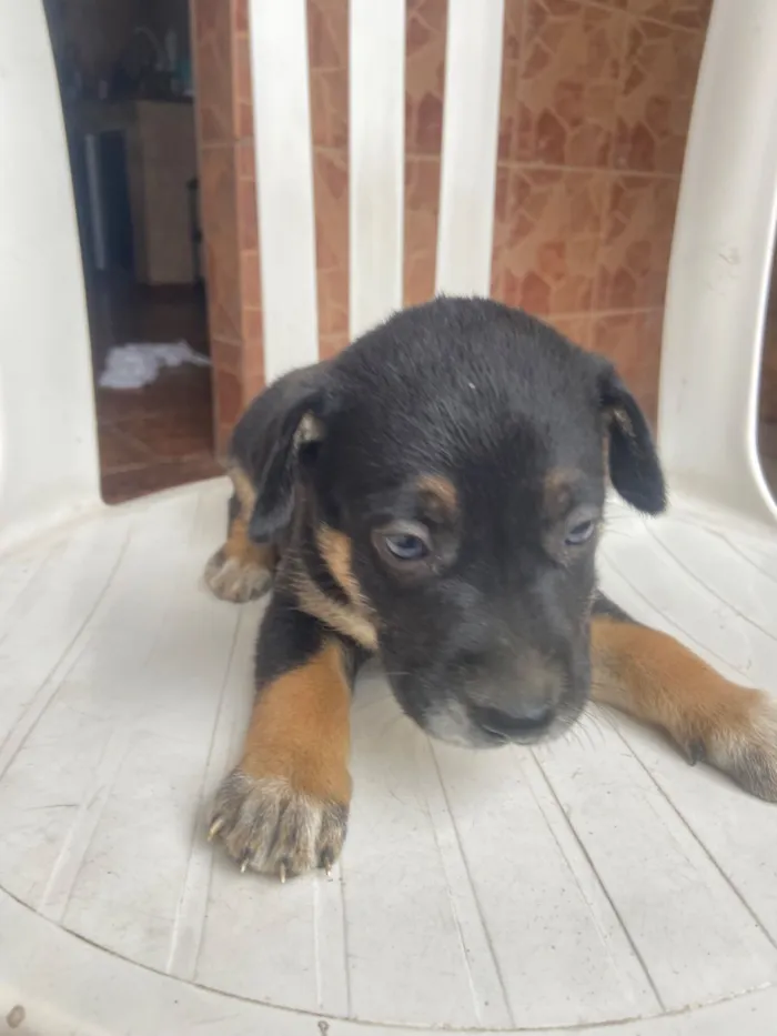 Cachorro raça SRD-ViraLata idade Abaixo de 2 meses nome Sem nome 