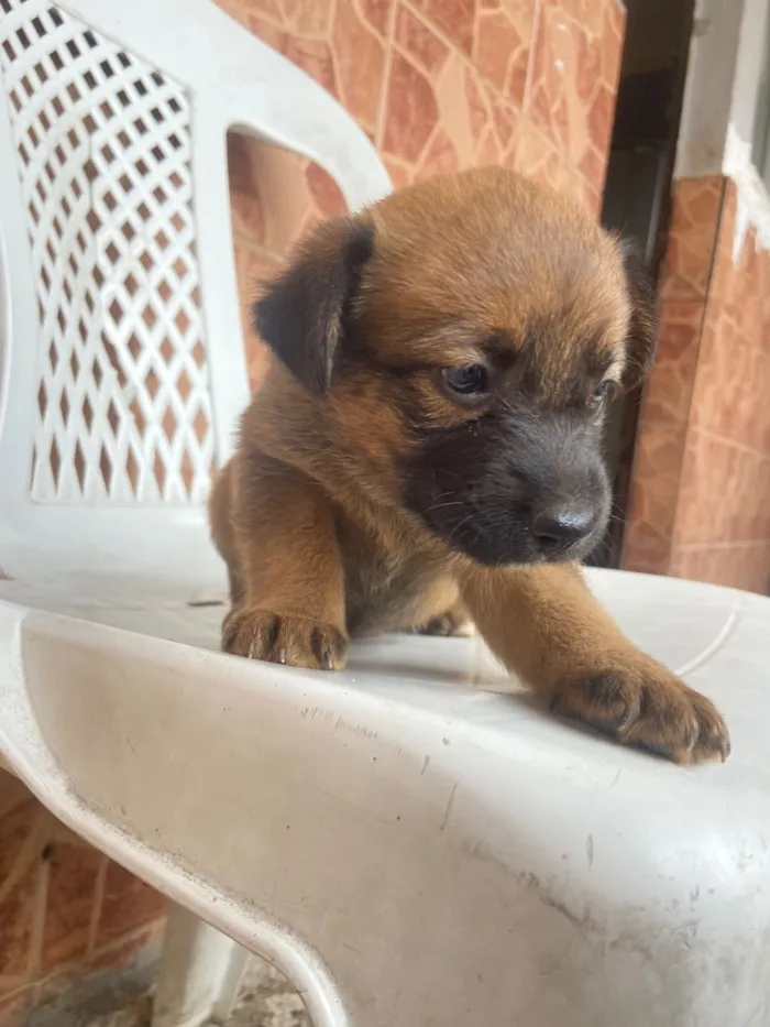 Cachorro raça SRD-ViraLata idade Abaixo de 2 meses nome Sem nome 