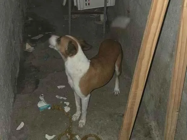 Cachorro raça SRD-ViraLata idade 1 ano nome Cacau