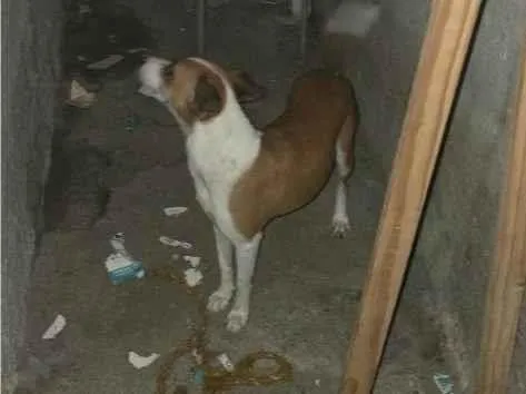 Cachorro raça SRD-ViraLata idade 1 ano nome Cacau