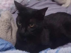 Gato raça SRD-ViraLata idade 5 anos nome Luci