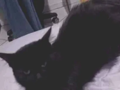 Gato raça SRD-ViraLata idade 2 anos nome Odete