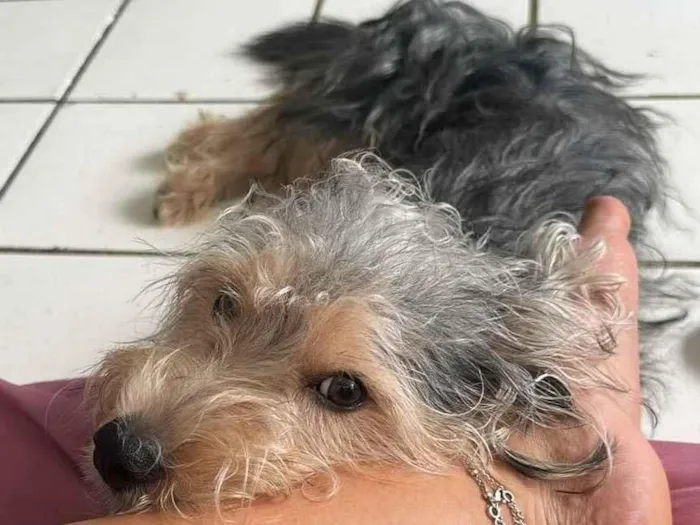 Cachorro raça SRD-ViraLata idade 1 ano nome Theodoro
