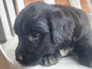 Cachorro raça SRD-ViraLata idade Abaixo de 2 meses nome Sem nome 
