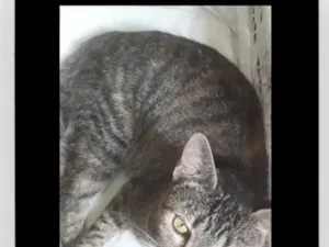 Gato raça SRD-ViraLata idade 4 anos nome Pelotinha