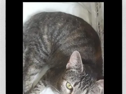 Gato raça SRD-ViraLata idade 4 anos nome Pelotinha