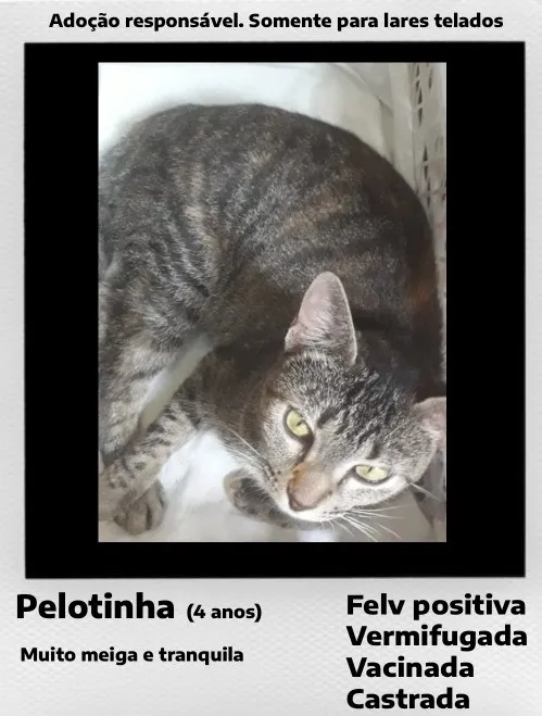 Gato raça SRD-ViraLata idade 4 anos nome Pelotinha