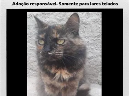 Gato raça SRD-ViraLata idade 6 ou mais anos nome Tama