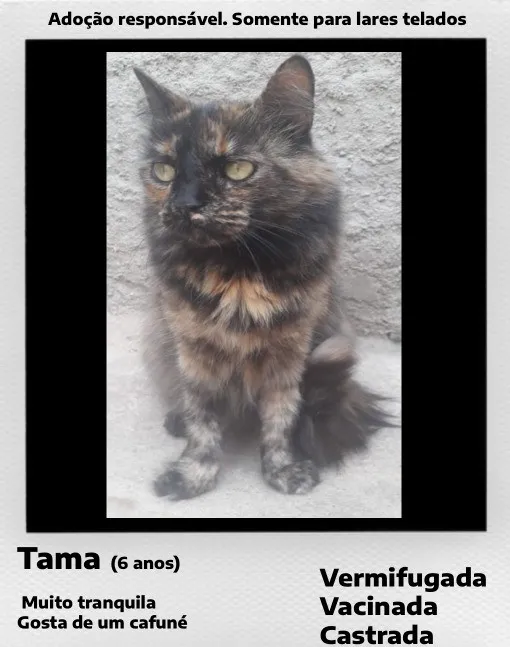 Gato raça SRD-ViraLata idade 6 ou mais anos nome Tama