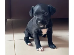 Cachorro raça SRD-ViraLata idade Abaixo de 2 meses nome não tem nome 