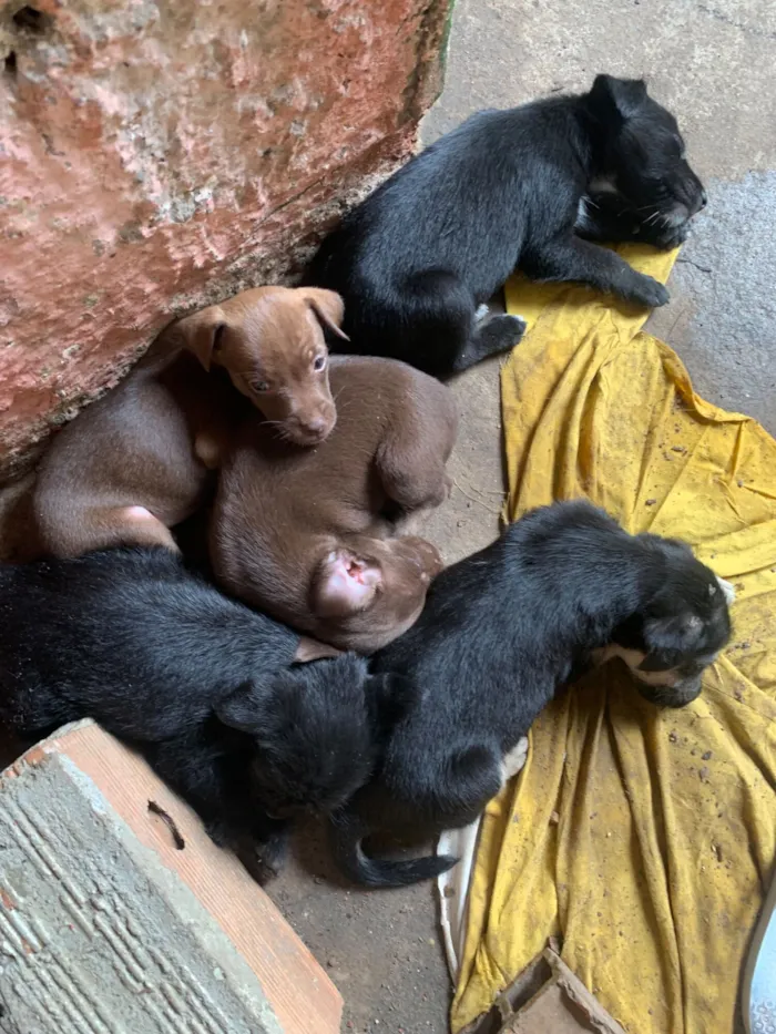 Cachorro raça SRD-ViraLata idade Abaixo de 2 meses nome Nao tem nome