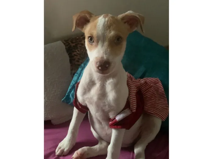 Cachorro raça Pit-Bull idade 2 a 6 meses nome Kyara 