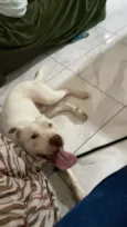 Cachorro raça Pit-Bull idade 2 anos nome chacal
