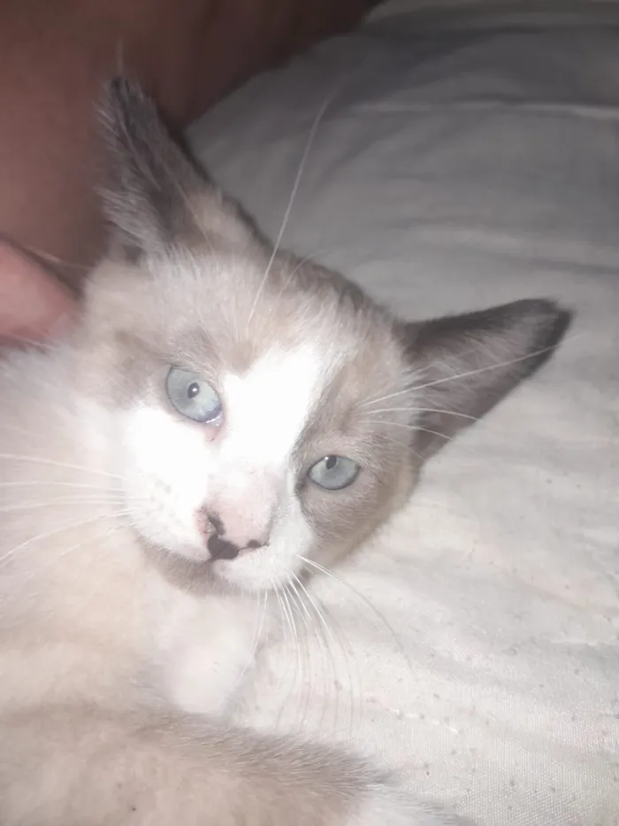 Gato raça SRD-ViraLata idade 2 a 6 meses nome Nina.Nini,Biscoito e Simba
