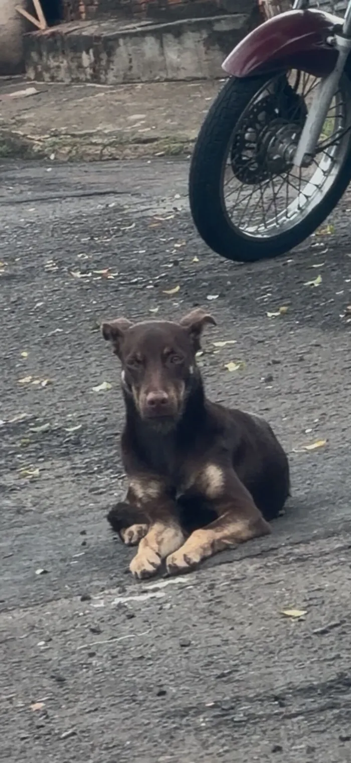 Cachorro raça SRD-ViraLata idade 1 ano nome Cão perdido.