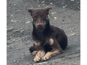 Cachorro raça SRD-ViraLata idade 1 ano nome Cão perdido.