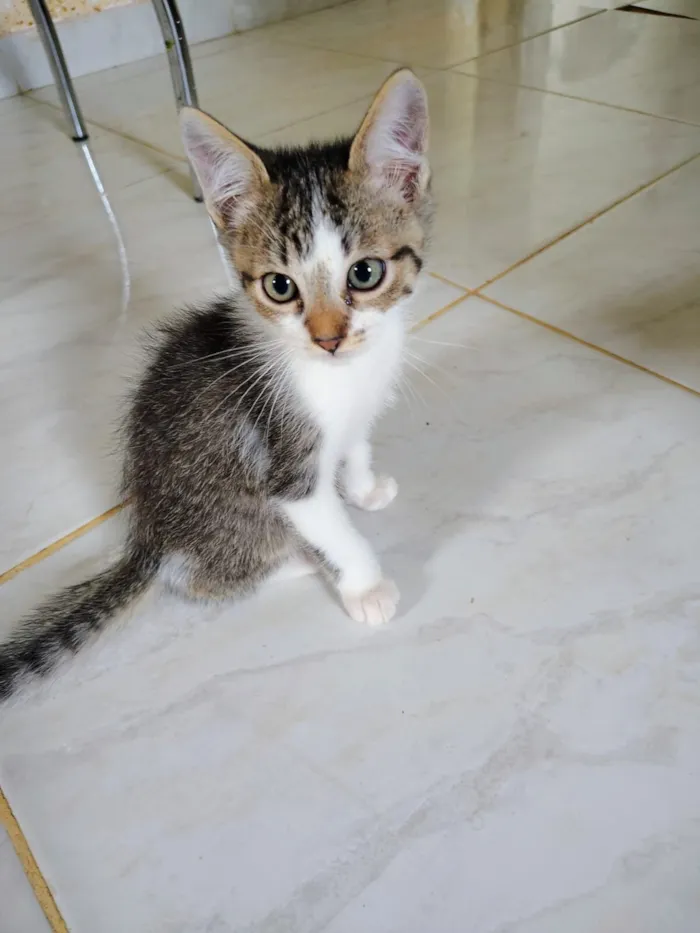 Gato raça SRD-ViraLata idade 2 a 6 meses nome Gatinhos para doação 