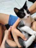 Gatinhos para doação 