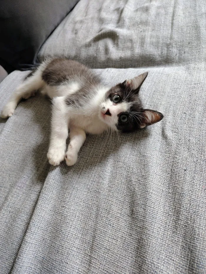 Gato raça SRD-ViraLata idade 2 a 6 meses nome Gatinhos para doação 