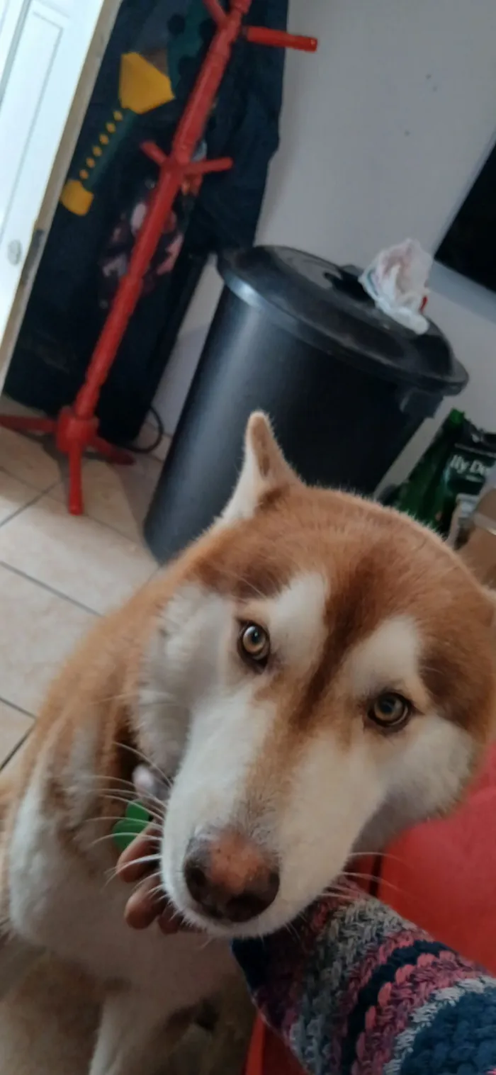 Cachorro raça Husky Siberiano idade 4 anos nome Bruno Figueiredo 