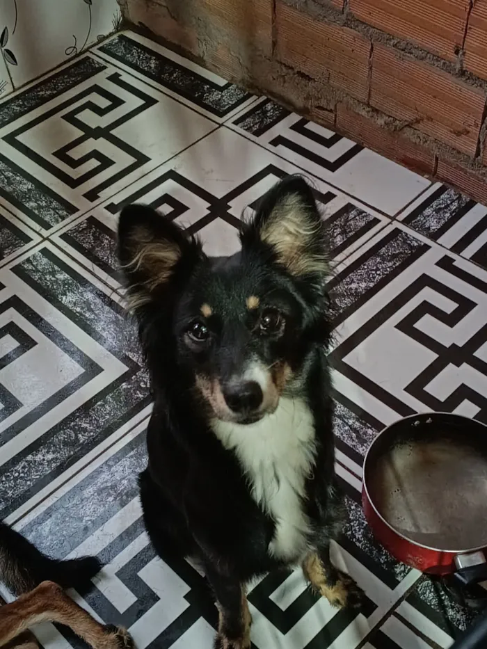 Cachorro raça SRD-ViraLata idade 1 ano nome Pipoca 