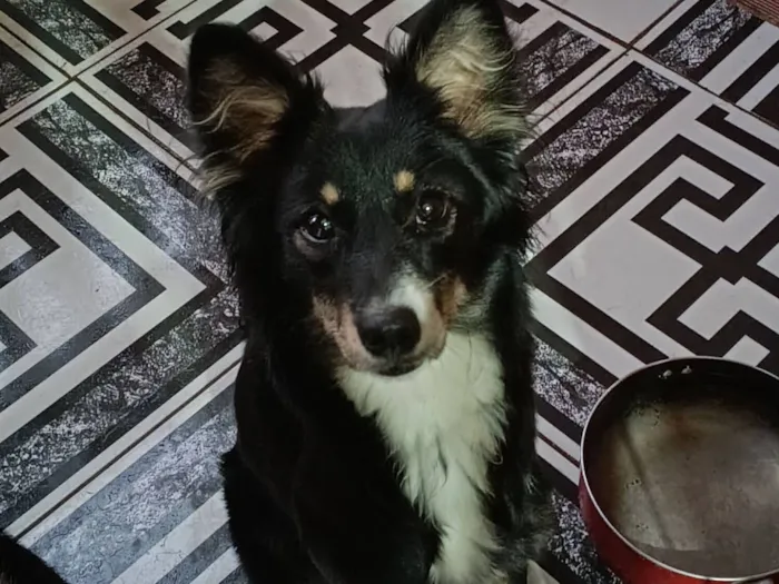 Cachorro raça SRD-ViraLata idade 1 ano nome Pipoca 