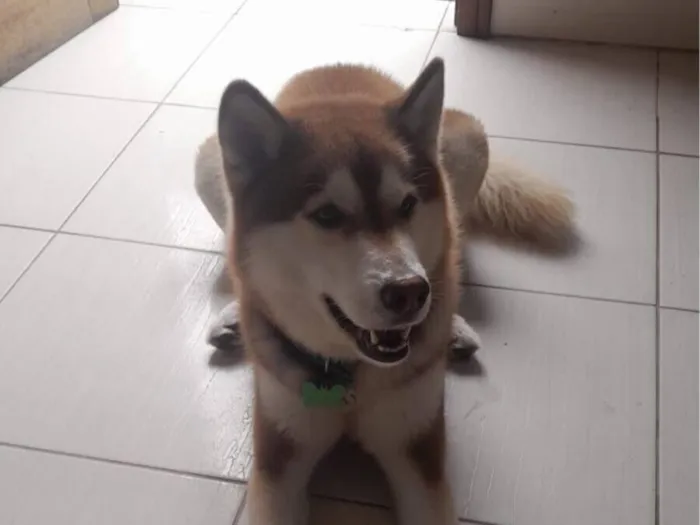 Cachorro raça Husky Siberiano idade 4 anos nome Bruno Figueiredo 