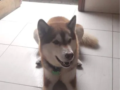 Cachorro raça Husky Siberiano idade 4 anos nome Bruno Figueiredo 