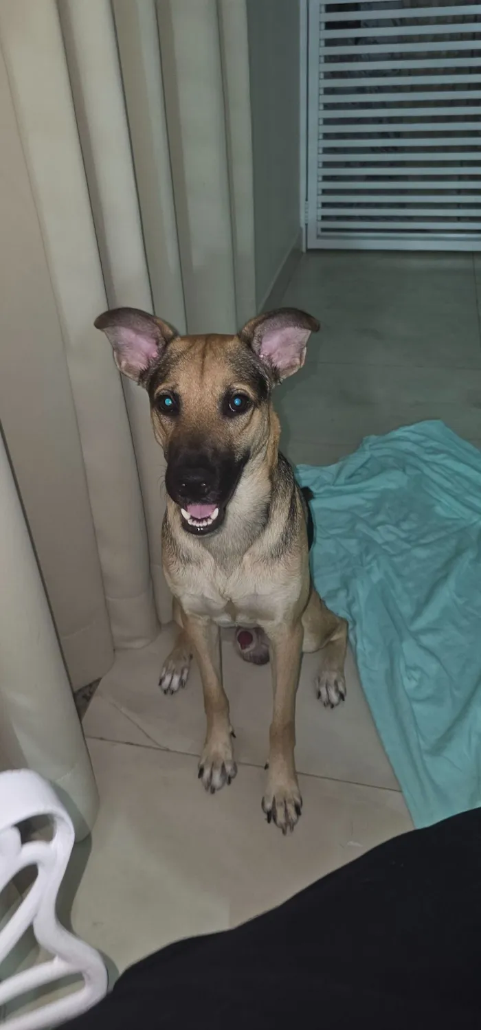 Cachorro raça SRD-ViraLata idade 1 ano nome Beto