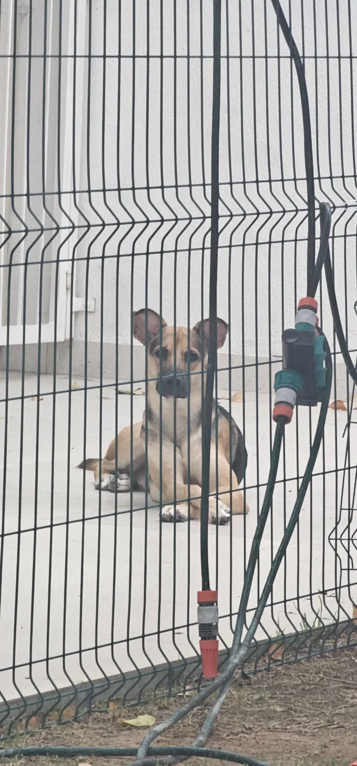 Cachorro raça SRD-ViraLata idade 1 ano nome Beto
