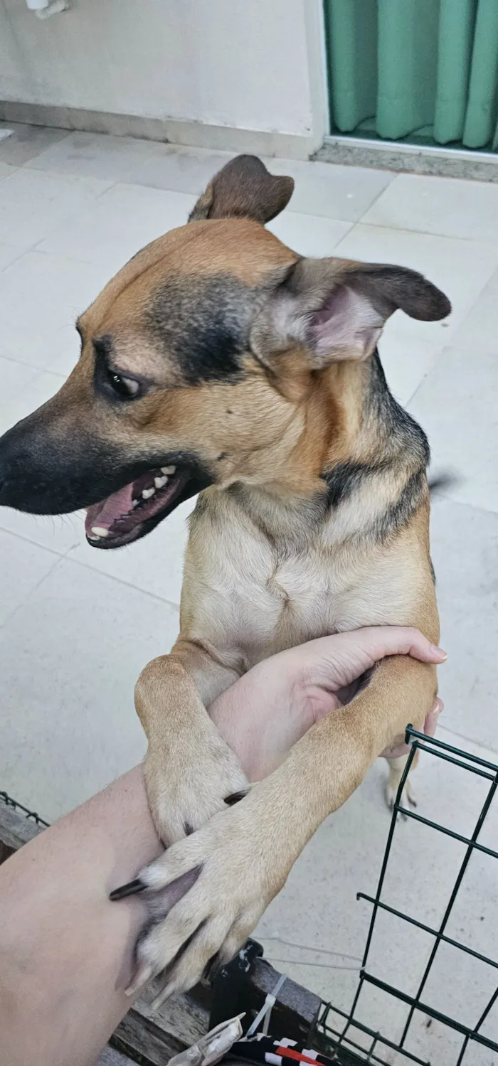 Cachorro raça SRD-ViraLata idade 1 ano nome Beto