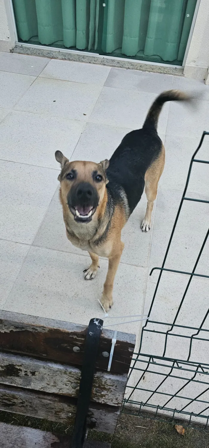 Cachorro raça SRD-ViraLata idade 1 ano nome Beto