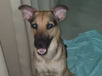 Cachorro raça SRD-ViraLata idade 1 ano nome Beto