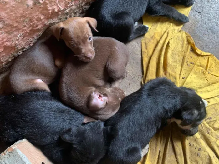 Cachorro raça SRD-ViraLata idade Abaixo de 2 meses nome Nao tem nome