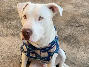 Cachorro raça Pit-Bull idade 2 anos nome chacal